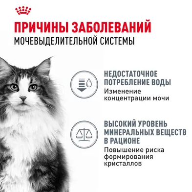 Влажный корм Royal Canin для кошек в целях профилактики мочекаменной болезни Urinary Care 85 г