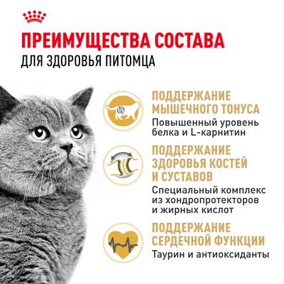 Корм Royal Canin для британских короткошерстных кошек (1-10 лет) British Shorthair 34 2 кг Корм Royal Canin для британских короткошерстных кошек (1-10 лет) British Shorthair 34 2 кг