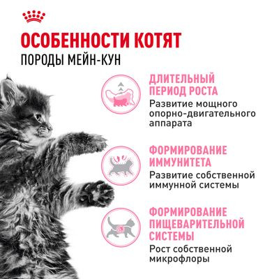 Корм Royal Canin для котят породы мейн-кун 400 г